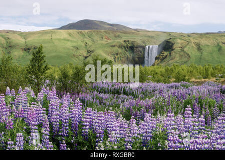 Wasserfall Skogafoss und blühenden Lupinen, Island. Typisch isländischen Landschaft. Sonnigen Sommertag Stockfoto
