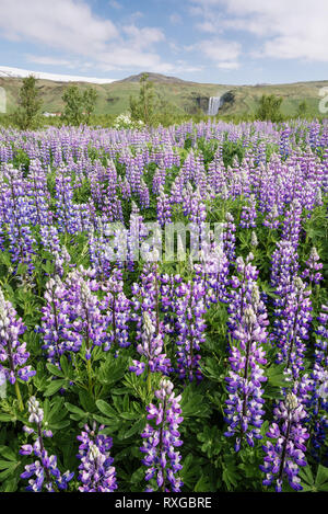Blühenden Lupinen und Wasserfall Skogafoss, Island. Typisch isländischen Landschaft. Sonnigen Sommertag Stockfoto