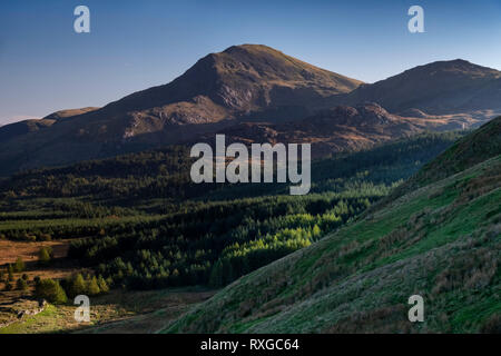 Moel Hebog und Beddgelert Wald, Snowdonia National Park, Gwynedd, Wales, Großbritannien Stockfoto