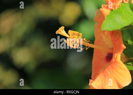 Schloß die Pollen von orange Farbe hibiskus im Sonnenlicht, Easter Island, Chile Stockfoto