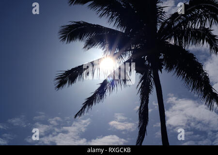 Die blendende Sonne durch die großen Baum über kleinen Pavillon im Garten Stockfoto