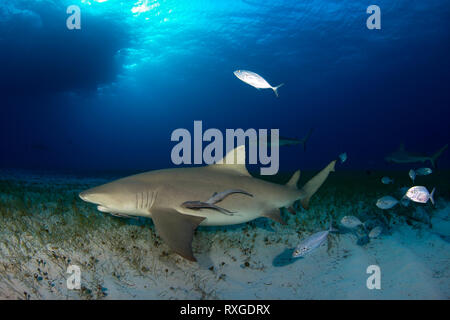 Lemon Shark (Negaprion brevirostris) mit einigen karibischen Riffhaie im Hintergrund. Tiger Beach, Bahamas Stockfoto