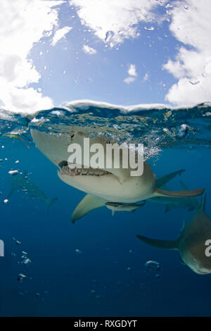 Lemon Shark (Negaprion brevirostris) Close-up, Split Shot an der Oberfläche. Tiger Beach, Bahamas Stockfoto