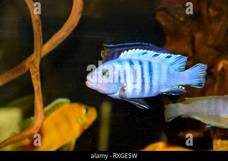 Cynotilapia Afra, Malawi Lake cichlid Stockfoto