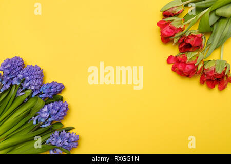 Rote Tulpen und Hyazinthen Blumen blau als vorhanden Karte auf einem gelben Hintergrund mit Copyspace. Stockfoto