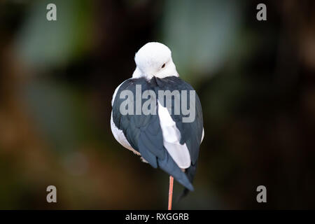 Stelze vogel Nahaufnahme Stockfoto