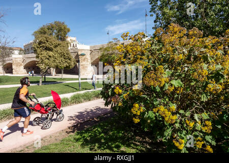 Valencia Turia Park. Ehemaliges Flussbett, ein Ort für viele Freizeitaktivitäten, man Running Park mit Kopfhörern und man Push Kinderwagen Spanien Jogging Stockfoto