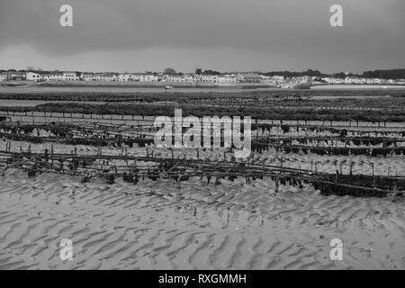 Die austernzucht in der Bretagne Frankreich Stockfoto