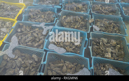 Die austernzucht in der Bretagne Frankreich Stockfoto
