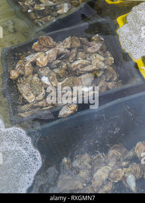 Die austernzucht in der Bretagne Frankreich Stockfoto