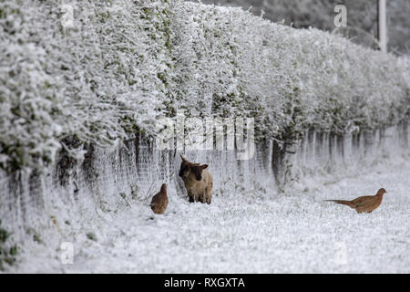 Flintshire, Nord Wales, Großbritannien, 10. März 2019. UK Wetter: März Schneefällen wie über Nacht Schneefall hat einige Teile von Großbritannien unter einer Decke des Schnees. Flintshire, North Wales hit Schneefall mit einem gelben Met Office Warnung für den Bereich wie diese Lämmer und Fasane in einer Hochebene Schäferei in Lixmw, Flintshire entdeckt Stockfoto