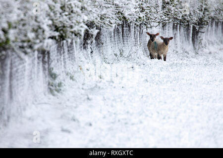 Flintshire, Nord Wales, Großbritannien, 10. März 2019. UK Wetter: März Schneefällen wie über Nacht Schneefall hat einige Teile von Großbritannien unter einer Decke des Schnees. Flintshire, North Wales hit Schneefall mit einem gelben Met Office Warnung für den Bereich wie diese Lämmer entdeckt die Zuflucht von der Schneefall gegen eine umzäunte Hecke im Dorf Lixwm Stockfoto