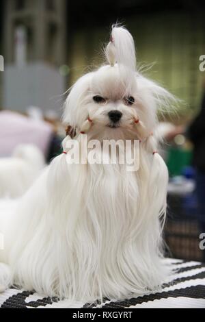 Birmingham, Großbritannien. 10. März 2019. Ein Maltesischer aus Russland am letzten Tag der Crufts 2019 © ️Jon Freeman/Alamy leben Nachrichten Stockfoto