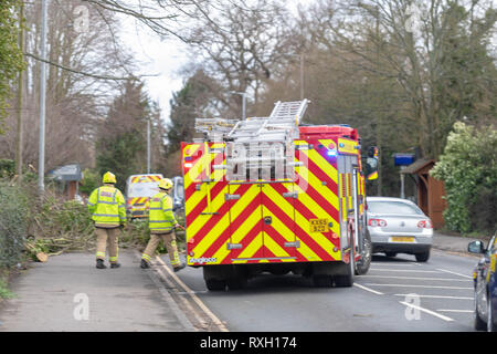 Brentwood Essex. 10. März 2019. UK Wetter, schwere Winde brachten die Bäume auf einer wichtigen Route und Feuerwehr kämpfte, um die Fremdkörper zu entfernen. Kredit Ian Davidson/Alamy leben Nachrichten Stockfoto