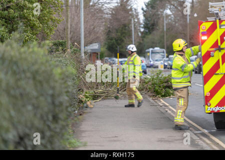 Brentwood Essex. 10. März 2019. UK Wetter, schwere Winde brachten die Bäume auf einer wichtigen Route und Feuerwehr kämpfte, um die Fremdkörper zu entfernen. Kredit Ian Davidson/Alamy leben Nachrichten Stockfoto