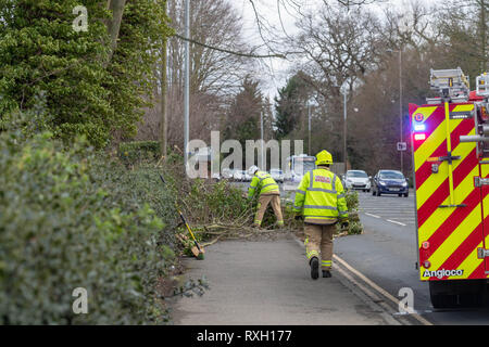 Brentwood Essex. 10. März 2019. UK Wetter, schwere Winde brachten die Bäume auf einer wichtigen Route und Feuerwehr kämpfte, um die Fremdkörper zu entfernen. Kredit Ian Davidson/Alamy leben Nachrichten Stockfoto