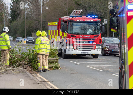 Brentwood Essex. 10. März 2019. UK Wetter, schwere Winde brachten die Bäume auf einer wichtigen Route und Feuerwehr kämpfte, um die Fremdkörper zu entfernen. Kredit Ian Davidson/Alamy leben Nachrichten Stockfoto