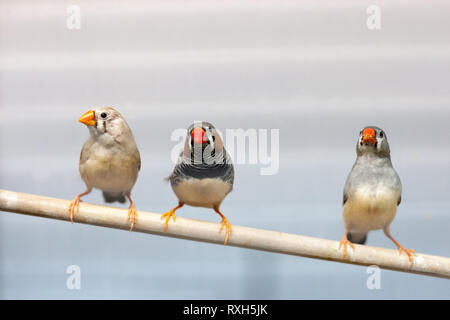Drei finch Vögel auf Zweig. schöne bunte Haustiere Vögel. Stockfoto
