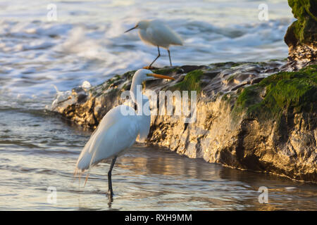 Snowy Silberreiher (Egretta thula) Auf einer Jagd am frühen Morgen in Santa Cruz, Kalifornien, USA. Stockfoto