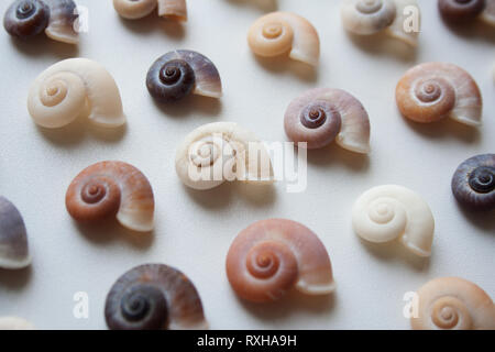 Spirale seashells Muster auf weißem Hintergrund schließen isoliert bis Stockfoto
