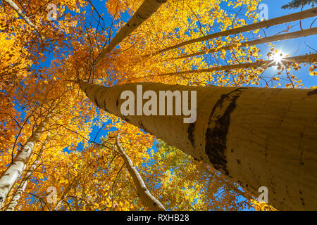 Niedrige Kamerawinkel am Berg Aspen Bäume Baldachin, mit Ihren herbstlichen Laub, Inyo National Forest, California, United States. Stockfoto