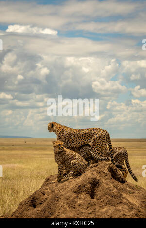 Afrikanische Geparden (Acynonyx jubatus) in der Serengeti in Tansania Stockfoto