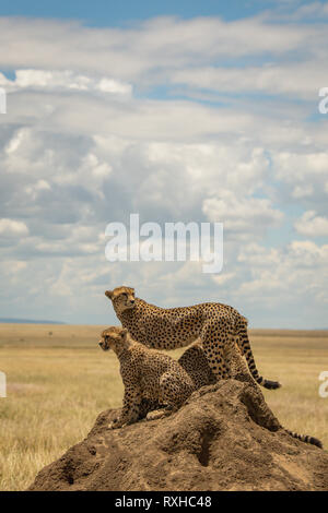 Afrikanische Geparden (Acynonyx jubatus) in der Serengeti in Tansania Stockfoto