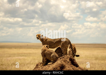 Afrikanische Geparden (Acynonyx jubatus) in der Serengeti in Tansania Stockfoto