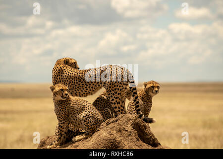 Afrikanische Geparden (Acynonyx jubatus) in der Serengeti in Tansania Stockfoto