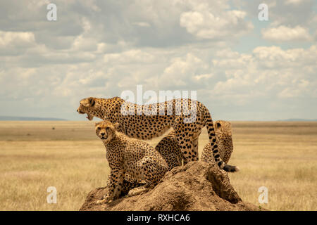 Afrikanische Geparden (Acynonyx jubatus) in der Serengeti in Tansania Stockfoto