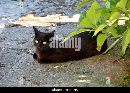 Eine schwarze Katze liegend Stockfoto