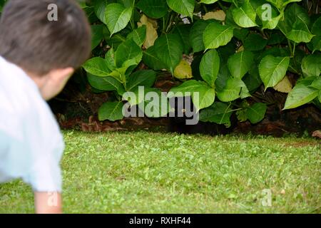 Ein Junge und ein schwarze Katze spielen Verstecken und Suchen, die in den Blättern versteckt Stockfoto