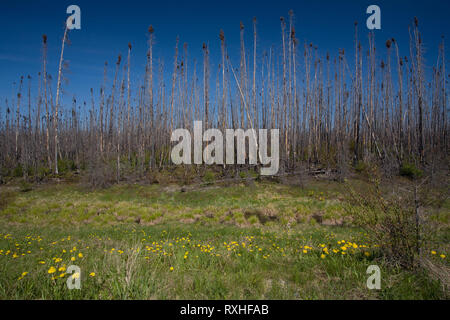 , Eeyou Istchee James Bay, Quebec, Kanada Stockfoto