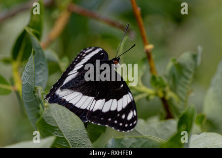 Eine weiße Admiral Schmetterling liegt zwischen den Blättern in der Medizin Bug National Forest, Laramie, Wyoming Stockfoto