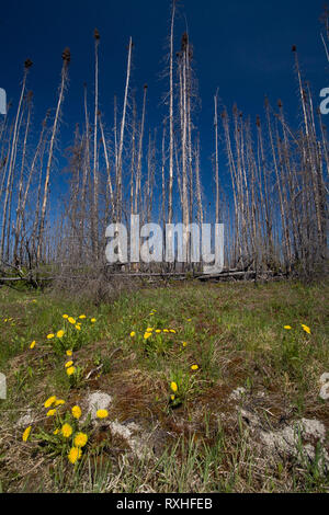 , Eeyou Istchee James Bay, Quebec, Kanada Stockfoto