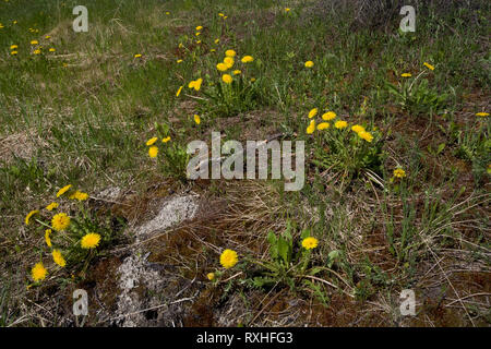 , Eeyou Istchee James Bay, Quebec, Kanada Stockfoto