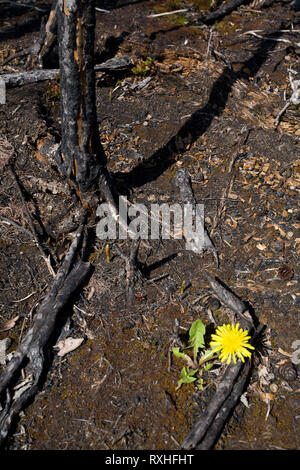 , Eeyou Istchee James Bay, Quebec, Kanada Stockfoto