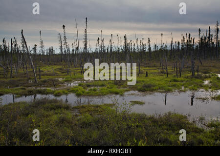 Eeyou Istchee waskaganish Junction, James Bay, Quebec, Kanada Stockfoto