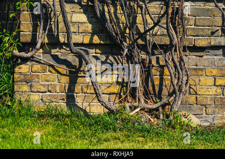 Ivy Trunks in der Nähe des Blinden Bereich des Gebäudes. Das alte Gebäude ist dicht bedeckt mit Efeu. Platz kopieren Stockfoto