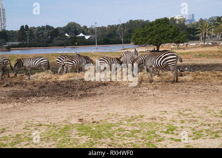 Safari Ramat Gan, Israel Stockfoto