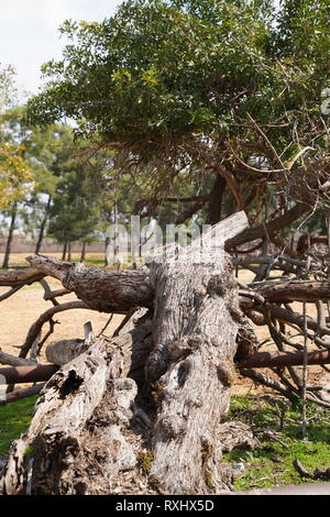 Safari Ramat Gan, Israel Stockfoto