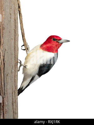 Rothaarige Specht (Melanerpes erythrocephalus) Erwachsenen auf weißem Hintergrund, Beschneidungspfade befestigt. Stockfoto