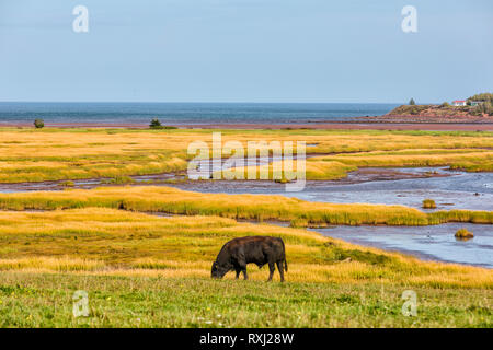 Küste, Osten Linden, Sunrise Trail, Nova Scotia, Kanada Stockfoto