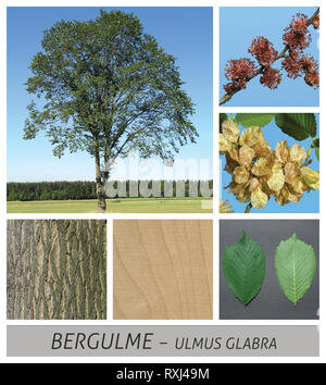 Berg Elm, Ulme, Ulmus glabra, Blumen, Früchte, Grün, Reif, sky Stockfoto