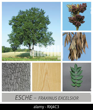 Gemeinsame ash, Esche, Fraxinus excelsior, Früchte, Rinde, Holz, Baum, laubbaum Stockfoto