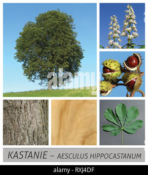 Kastanie, gemeinsame, Rosskastanie, Aesculus hippocastanum, Baum, Stockfoto