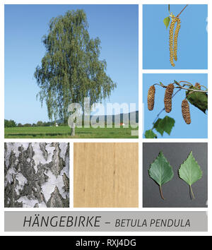 Birke, hängende Birke, Betula, Pendula, Collage, Baum, Laub- Stockfoto