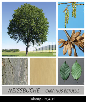 Buche, Buche, Hainbuche, Buche, carpinus betulus, Samen, Stockfoto