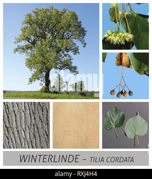Winter Sommer Linden, Linden, Linden, Linden, Lindenblüten, Kaffee Stockfoto
