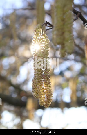 Die erste goldene, männliche Kätzchen der Feder auf Hasel (Corylus Avellana) Bäume, in Kent, England, Großbritannien Stockfoto